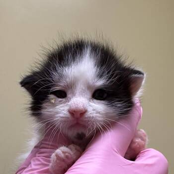 Belgian Waffle Bill -  Domestic Short Hair Cat for Adoption in Wilmington, Delaware - Belgian Waffle Bill | PetCurious