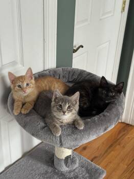 Domestic Short Hair Cats Available for Adoption - Axle, Fender, & Valve | PetCurious