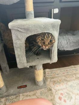 Girly Pop -  Tabby and Calico Cat for Adoption in Dallas, Texas - Girly Pop | PetCurious