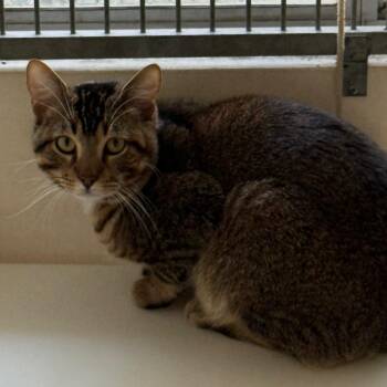 Domestic Short Hair Cats Available for Adoption - Dill | PetCurious