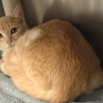 PayDay -  Domestic Short Hair Cat for Adoption in Cheyenne, Wyoming - PayDay | PetCurious