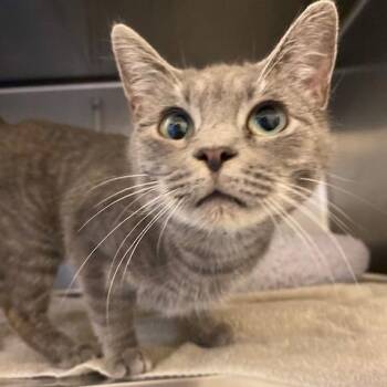 Britney -  Domestic Short Hair Cat for Adoption in Dayton, Ohio - Britney | PetCurious
