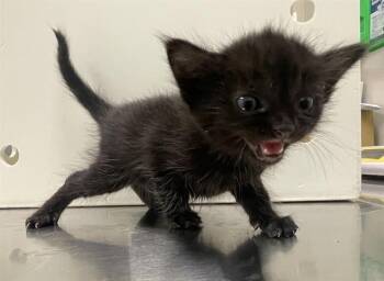 A012647 -  Domestic Short Hair Cat for Adoption in Ontario, California - A012647 | PetCurious