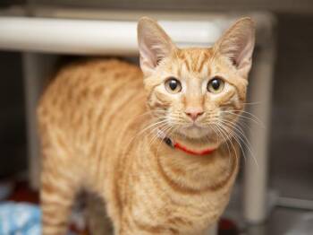 RAPHAEL -  Domestic Short Hair Cat for Adoption in Phoenix, Arizona - RAPHAEL | PetCurious