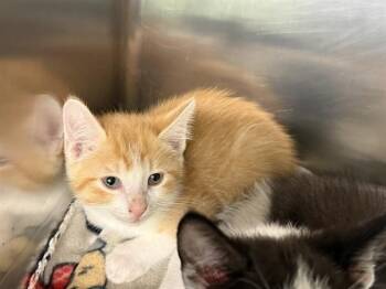 WONKA -  Domestic Short Hair Cat for Adoption in Grand Prairie, Texas - WONKA | PetCurious