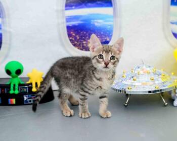 Cookie Monster -  Domestic Short Hair Cat for Adoption in Jefferson, Louisiana - Cookie Monster | PetCurious