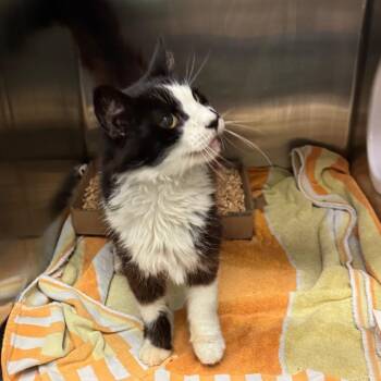 Meringue -  Domestic Long Hair Cat for Adoption in Los Angeles, California - Meringue | PetCurious