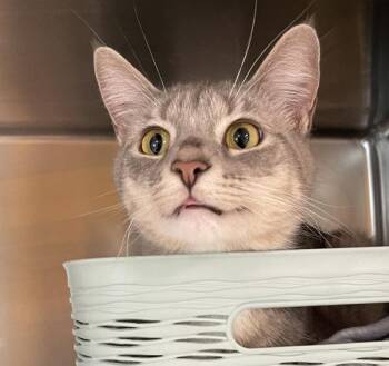 Gourd -  Domestic Short Hair Cat for Adoption in Golden, Colorado - Gourd | PetCurious