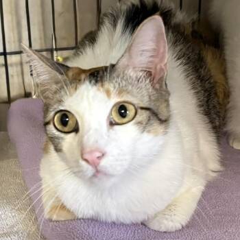 Tennille -  Calico Cat Available for Adoption - Tennille | PetCurious