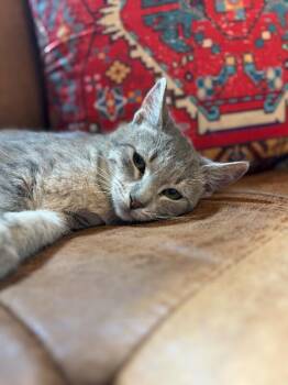 Tango Gentle Heart Blossom -  Tabby and Domestic Short Hair Cat for Adoption in Friendswood, Texas - Tango Gentle Heart Blossom | PetCurious