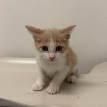 Mango -  Domestic Short Hair Cat for Adoption in Edinburg, Texas - Mango | PetCurious