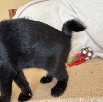 Domestic Short Hair Cats Available for Adoption in Fort Collins, Colorado - Styx | PetCurious
