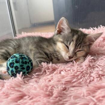Peridot -  Domestic Short Hair Cat for Adoption in Evanston, Illinois - Peridot | PetCurious