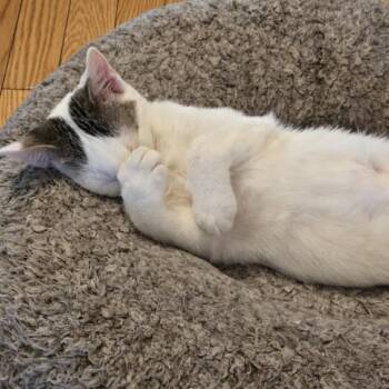 Ozzy -  Domestic Short Hair Cat for Adoption in Jarrettsville, Maryland - Ozzy | PetCurious