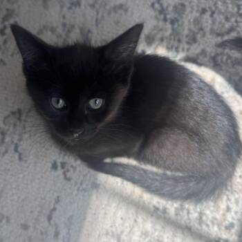 Domestic Short Hair Cats Available for Adoption in Fredericksburg, Virginia - Lullabye Jane | PetCurious