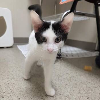 Shauna -  Domestic Short Hair Cat for Adoption in Oshkosh, Wisconsin - Shauna | PetCurious