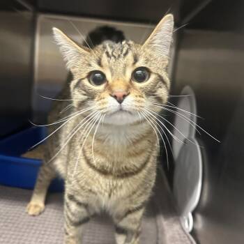 Domestic Short Hair Cats Available for Adoption in West Olive, Michigan - Asparagus (Chow Hound Standale) | PetCurious