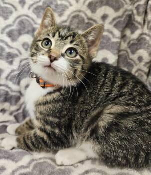 Domestic Short Hair Cats Available for Adoption - Twix | PetCurious