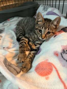 Expo -  Domestic Short Hair Cat for Adoption in Indianapolis, Indiana - Expo | PetCurious