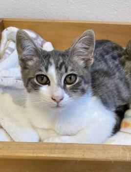 Victor -  Domestic Short Hair Cat for Adoption in Eureka, California - Victor | PetCurious