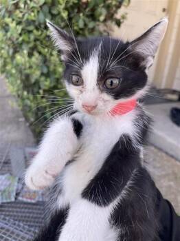 A659364 -  Domestic Short Hair Cat for Adoption in Houston, Texas - A659364 | PetCurious