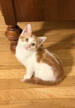 Opal -  Domestic Short Hair Cat for Adoption in Washington Township, New Jersey - Opal | PetCurious