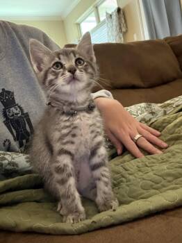 Sirius -  Domestic Short Hair Cat for Adoption in The Woodlands, Texas - Sirius | PetCurious
