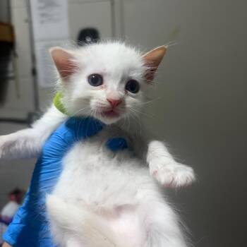 SAS-A-91726 -  Domestic Short Hair Cat for Adoption in Milton, Florida - SAS-A-91726 | PetCurious
