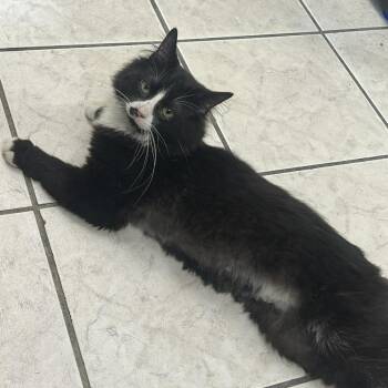 Domestic Long Hair Cats Available for Adoption - Strudel Bahr | PetCurious