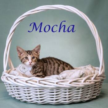 Mocha C26-165 -  Domestic Medium Hair Cat for Adoption in Lebanon, Tennessee - Mocha C26-165 | PetCurious
