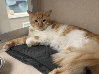 Rescue Domestic Short Hair Cats for Adoption in East Brookfield, Massachusetts - Bandit | PetCurious