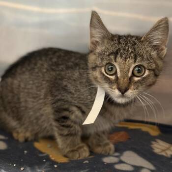 Harold -  Domestic Short Hair Cat for Adoption in Matteson, Illinois - Harold | PetCurious