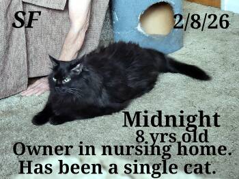 Bombay Cats Available for Adoption - Midnight | PetCurious