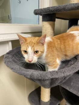Domestic Short Hair Cats Available for Adoption in Sandusky, Ohio - RORY | PetCurious