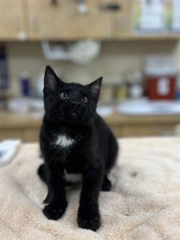 SIERRA -  Domestic Short Hair Cat for Adoption in Aliquippa, Pennsylvania - SIERRA | PetCurious