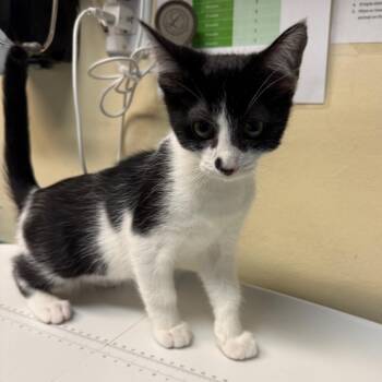 Petal -  Domestic Short Hair Cat for Adoption in Pasadena, California - Petal | PetCurious