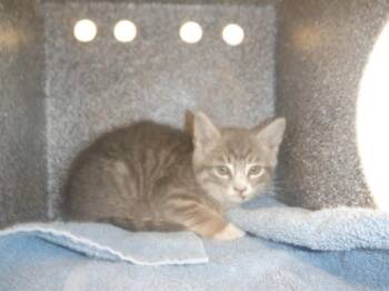 Domestic Short Hair Cats Available for Adoption in San Jose, California - A1404344 | PetCurious