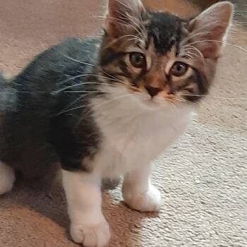 Rescue Domestic Medium Hair Cats for Adoption in Gardnerville, Nevada - Cadbury | PetCurious