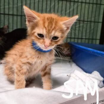 Rescue Domestic Short Hair Cats for Adoption in Montgomery, Alabama - Sam | PetCurious