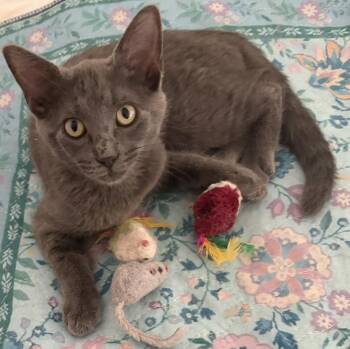 Sparkle -  Russian Blue Cat for Adoption in Villa Park, California - Sparkle | PetCurious