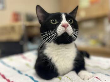 Domestic Short Hair Cats Available for Adoption - HEREFORD | PetCurious