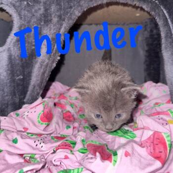 Domestic Medium Hair Cats Available for Adoption in Ringtown, Pennsylvania - Thunder | PetCurious