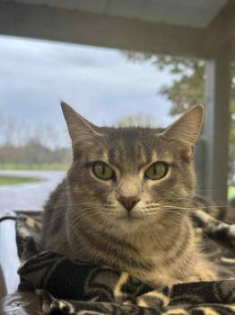 Rescue Domestic Short Hair Cats for Adoption in Mauston, Wisconsin - Ivy | PetCurious