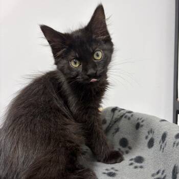 Whitaker -  Domestic Medium Hair Cat for Adoption in Puslinch, Ontario - Whitaker | PetCurious