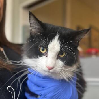 Rescue Domestic Long Hair Cats for Adoption in Troy, Illinois - Ghost | PetCurious