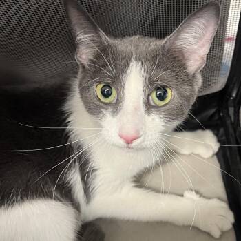 Daisy -  Domestic Short Hair Cat for Adoption in Oak Park, Illinois - Daisy | PetCurious