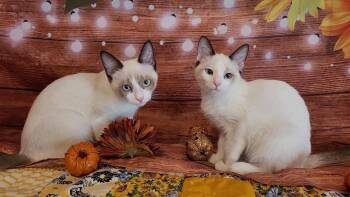 Rescue Snowshoe and Siamese Cats for Adoption in Escalon, California - CASPERELLA & CLEMENTINA | PetCurious