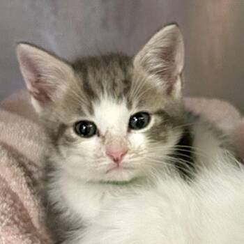 Milo* -  Domestic Short Hair Cat for Adoption in San Gabriel, California - Milo* | PetCurious