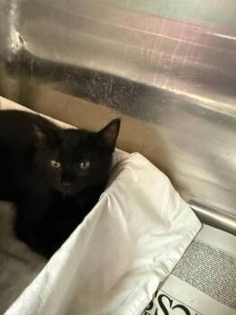 Ziggy -  Domestic Short Hair Cat for Adoption in Sevierville, Tennessee - Ziggy | PetCurious