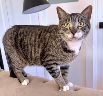 Tabby and Domestic Short Hair Cats Available for Adoption - Scoop - A Mainly Mellow Fellow | PetCurious